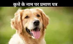 बिहार में कुत्ते के नाम पर बना निवास प्रमाण पत्र, पटना के अधिकारियों में हड़कंप