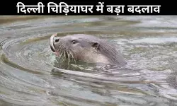 दिल्ली चिड़ियाघर में 20 साल बाद फिर लौटेगा ऊदबिलाव, सूरत से आएगी जोड़ी