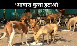 आवारा कुत्तों पर सख्ती, सुप्रीम कोर्ट ने दिए कड़े निर्देश