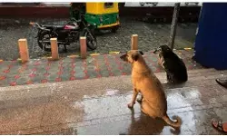 SC द्वारा आवारा कुत्तों को हटाने के आदेश पर PETA की प्रतिक्रिया, कहा- ‘अव्यावहारिक, अव्यावहारिक, गैरकानूनी’