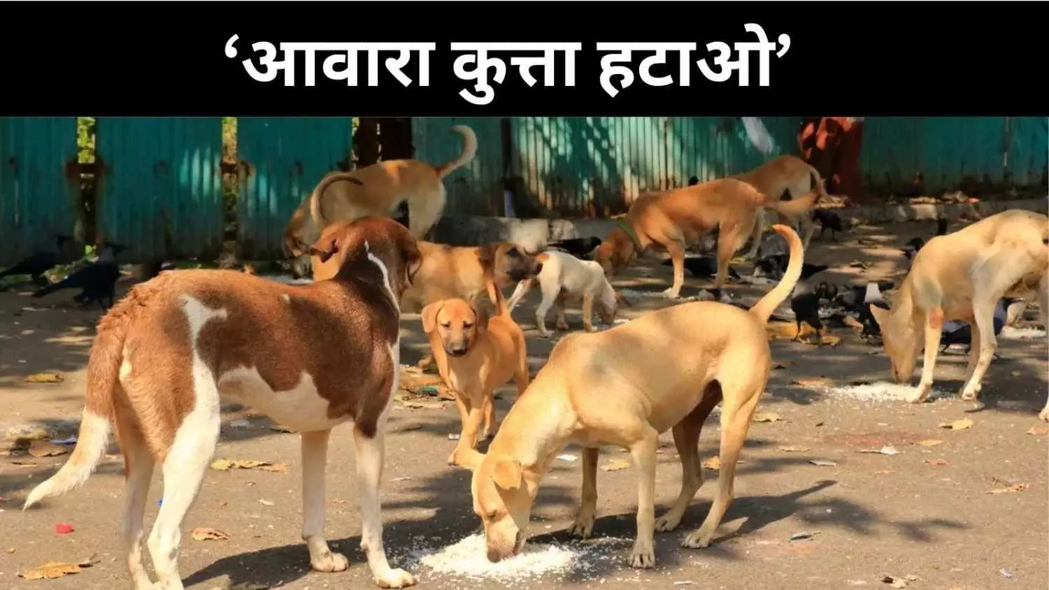 आवारा कुत्तों पर सख्ती, सुप्रीम कोर्ट ने दिए कड़े निर्देश आवारा कुत्तों पर सख्ती, सुप्रीम कोर्ट ने दिए कड़े निर्देश