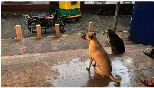 SC द्वारा आवारा कुत्तों को हटाने के आदेश पर PETA की प्रतिक्रिया, कहा- ‘अव्यावहारिक, अव्यावहारिक, गैरकानूनी’