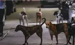 आवारा कुत्तों की समस्या से निजात पाने के लिए दुनिया में ऐसे कदम भी उठाए गए, दिल्ली क्या सीख सकती है?
