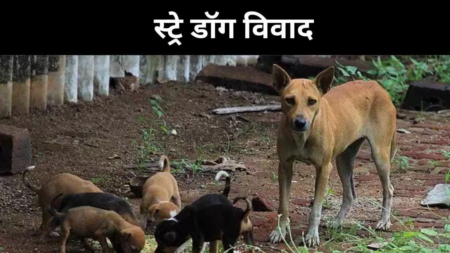 आवारा कुत्तों से संबंधित आदेश पर विरोध, PETA को क्यों है ऐतराज? आवारा कुत्तों से संबंधित आदेश पर विरोध, PETA को क्यों है ऐतराज?