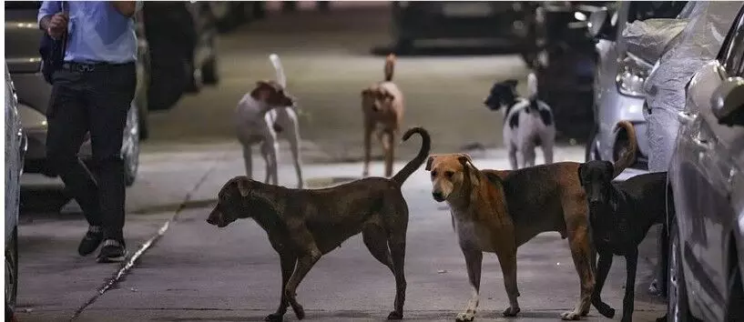 आवारा कुत्तों की समस्या से निजात पाने के लिए दुनिया में ऐसे कदम भी उठाए गए, दिल्ली क्या सीख सकती है?