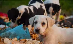 भारत में आवारा कुत्तों का संकट: क्यों सुप्रीम कोर्ट का नया निर्देश लागू करना असंभव है