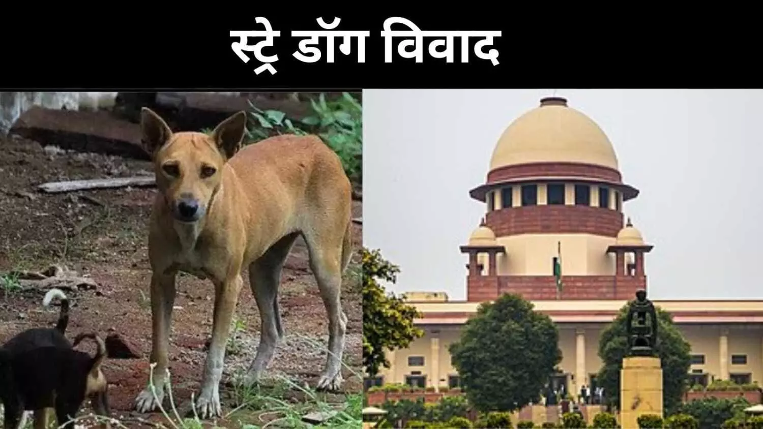 आवारा कुत्तों के अधिकारों पर फिर खुली अदालत में बहस, CJI बोले- मामला देखेंगे आवारा कुत्तों के अधिकारों पर फिर खुली अदालत में बहस, CJI बोले- मामला देखेंगे