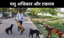 सड़कें कुत्तों का ठिकाना नहीं, कोर्ट के आदेश पर  बहस तेज