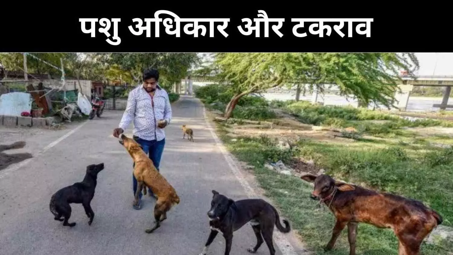 सड़कें कुत्तों का ठिकाना नहीं, कोर्ट के आदेश पर  बहस तेज