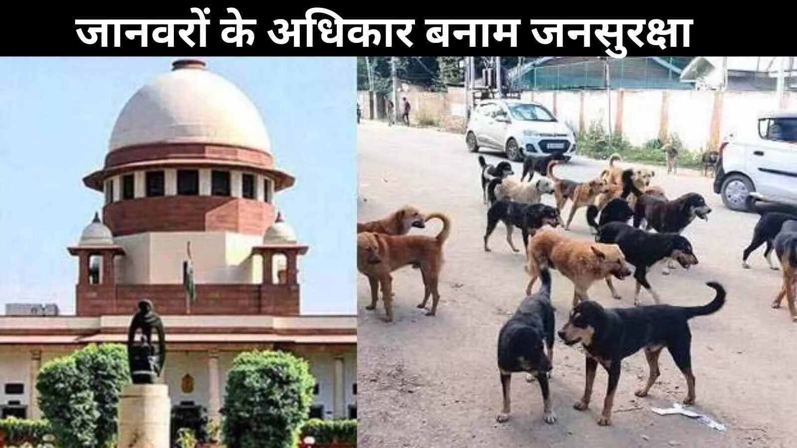सड़क से शेल्टर तक? सुप्रीम कोर्ट तय करेगा आवारा कुत्तों का भविष्य