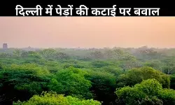 एक पेड़ की जगह कम पौधे? दिल्ली सरकार के पेड़ों की कटाई के प्रस्ताव पर उठे सवाल