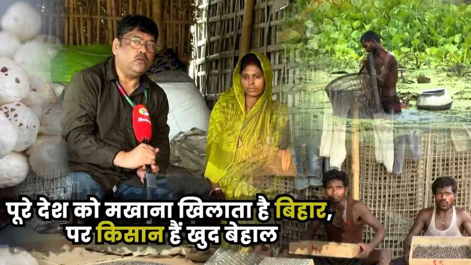पोखर में डूबती उम्मीदें, मखाना खेती में मेहनत ज्यादा, आमदनी कम