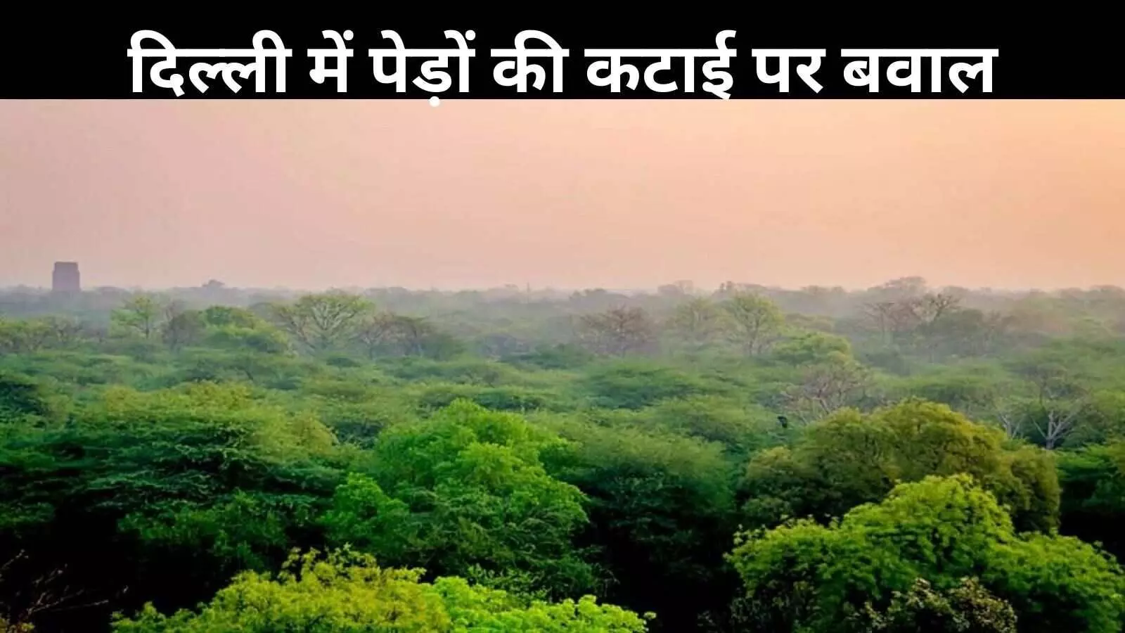 एक पेड़ की जगह कम पौधे? दिल्ली सरकार के पेड़ों की कटाई के प्रस्ताव पर उठे सवाल