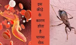 chagas disease kissing bug chagas in US parasitic infection silent epidemic digestive disorders