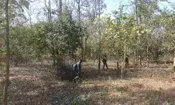 छत्तीसगढ़ में सुरक्षाबलों की बड़ी कार्रवाई, मारे गए टॉप नक्सली