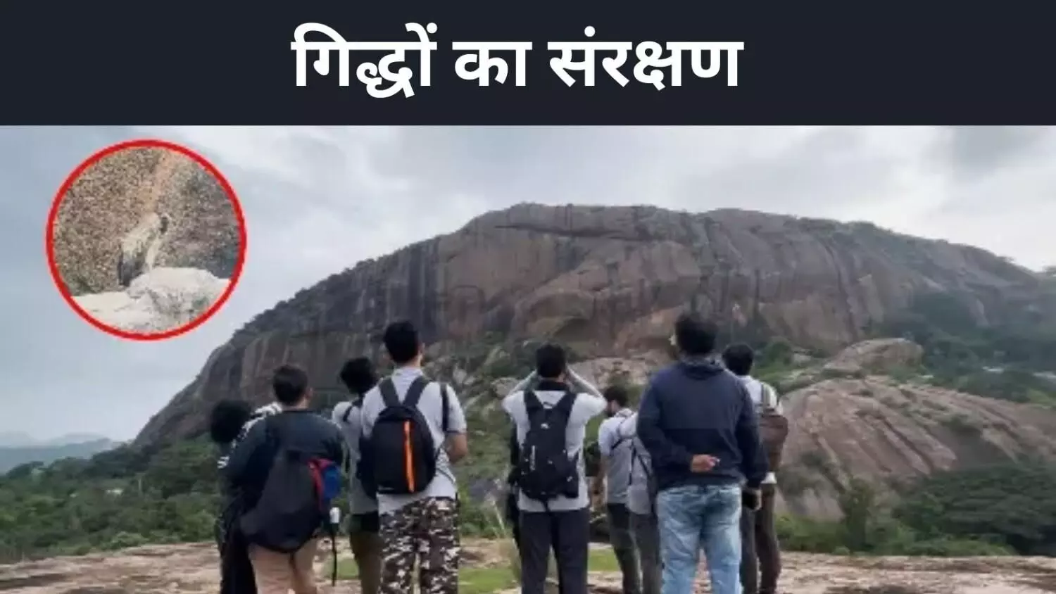 गिद्धों का आखिरी सुरक्षित आसरा रामदेवरा बेट्टा, कर्नाटक का प्रयास आया काम गिद्धों का आखिरी सुरक्षित आसरा रामदेवरा बेट्टा, कर्नाटक का प्रयास आया काम