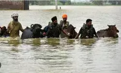 बाढ़ के बाद के हाल : पंजाब में पशुपालन पर पड़ी है सैलाब की बड़ी मार