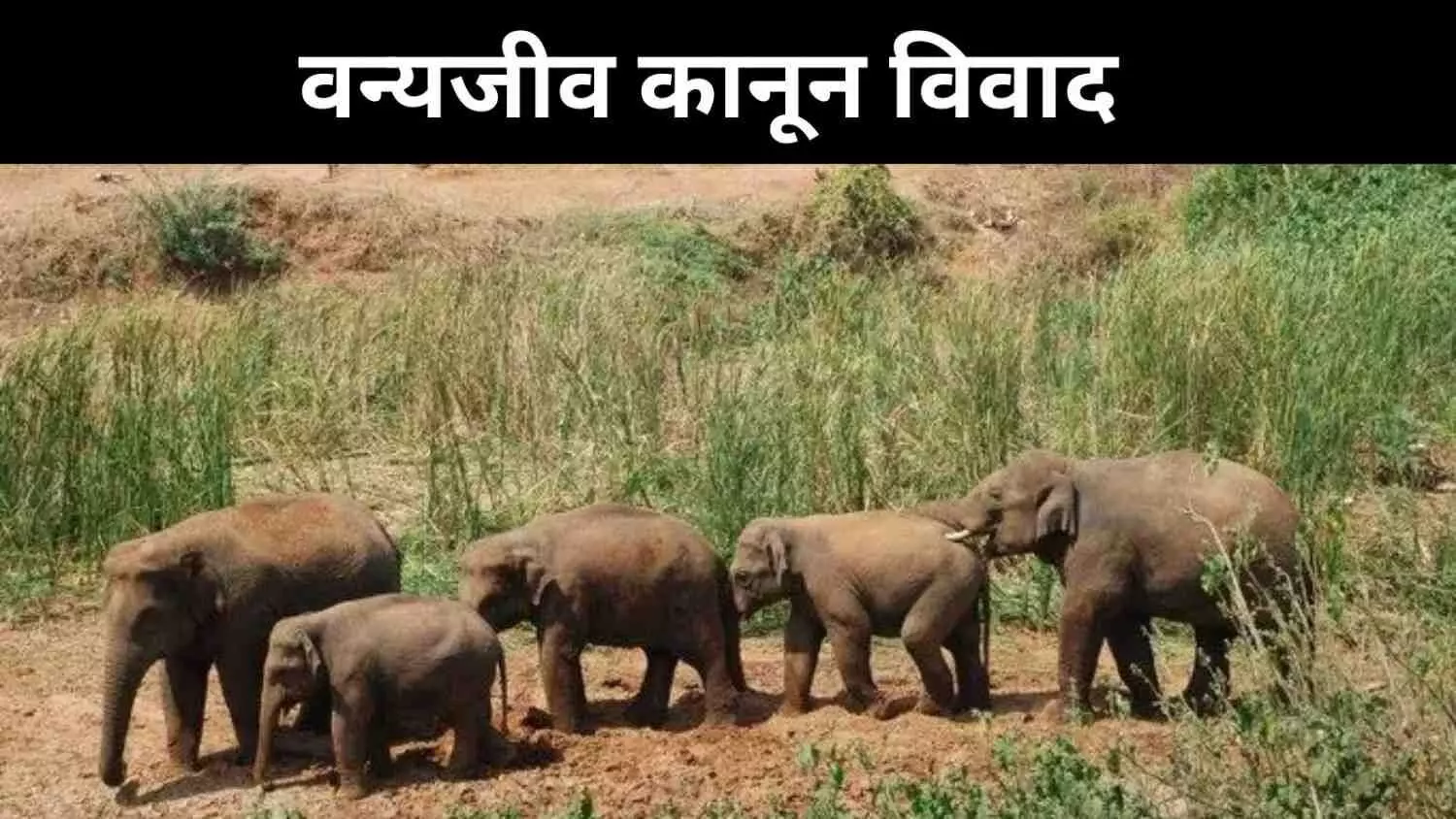 हाथी-सूअर-बंदर से तबाही, केरल सरकार लाई विवादित कानून हाथी-सूअर-बंदर से तबाही, केरल सरकार लाई विवादित कानून