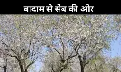 जलवायु परिवर्तन या बाज़ार की मार, कश्मीर में बादाम किसान परेशान