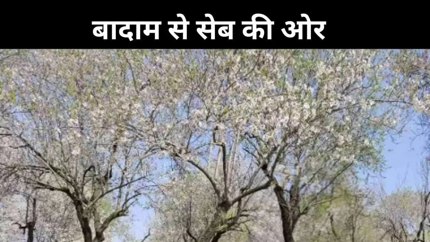 जलवायु परिवर्तन या बाज़ार की मार, कश्मीर में बादाम किसान परेशान