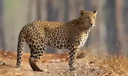 तेंदुओं के हमले के भय से क्यों बंधक बने हैं उत्तराखण्ड के कुछ हिस्से? क्यों सामान्य नहीं हो पा रहा जीवन?