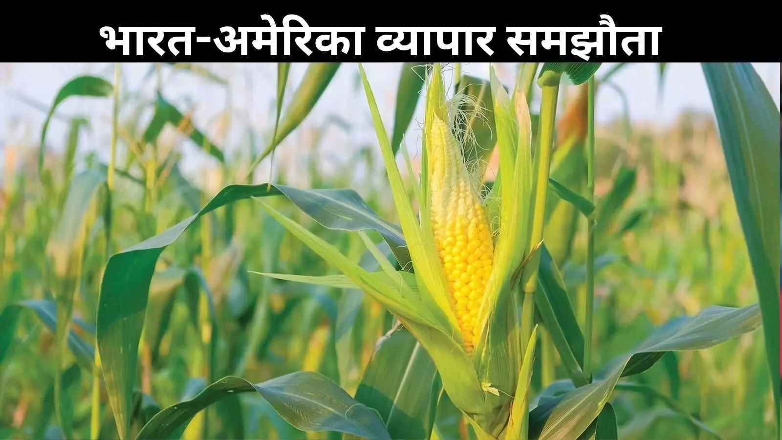व्यापार वार्ता में नया प्रस्ताव, इथेनॉल उत्पादन के लिए अमेरिका से मक्का खरीदेगा भारत?
