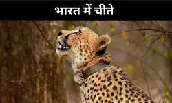 प्रोजेक्ट चीता में भारत की नई पहल, संघर्ष अभी जारी