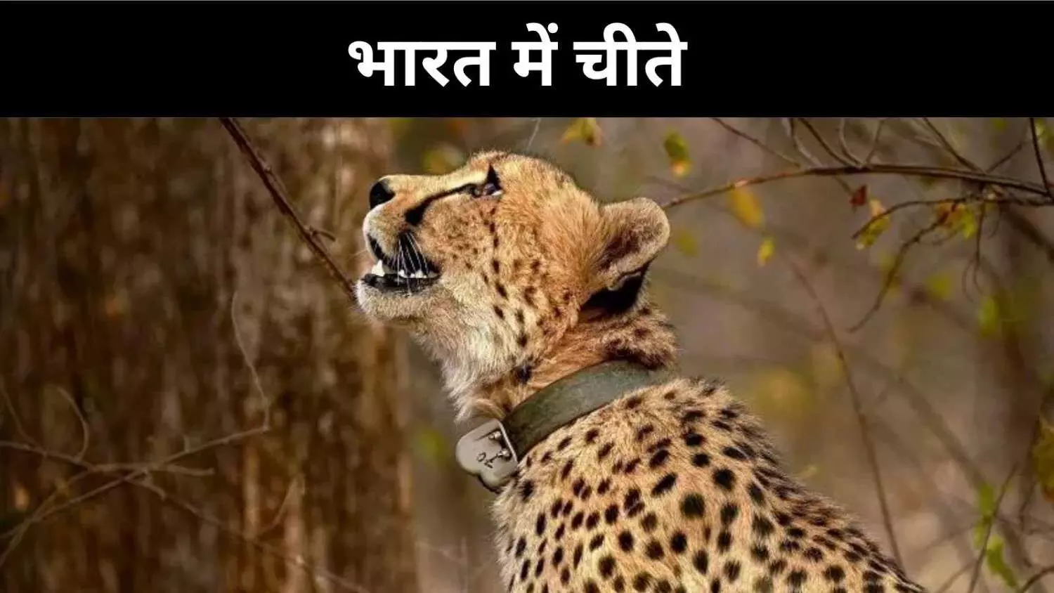 प्रोजेक्ट चीता में भारत की नई पहल, संघर्ष अभी जारी