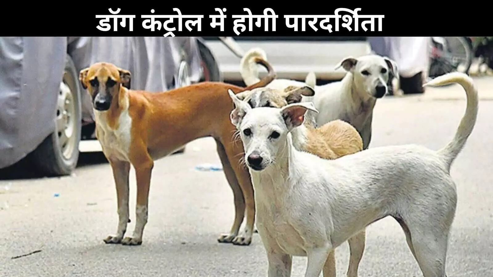 दिल्ली में डॉग कंट्रोल प्रोग्राम होगा स्मार्ट, लापरवाही पर NGOs पर लगेगा जुर्माना दिल्ली में डॉग कंट्रोल प्रोग्राम होगा स्मार्ट, लापरवाही पर NGOs पर लगेगा जुर्माना