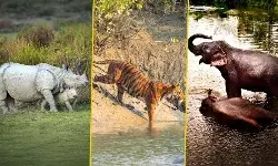 जलवायु संकट ने पूर्वी भारत के विश्व धरोहर पार्कों को ख़तरे में डाल दिया है