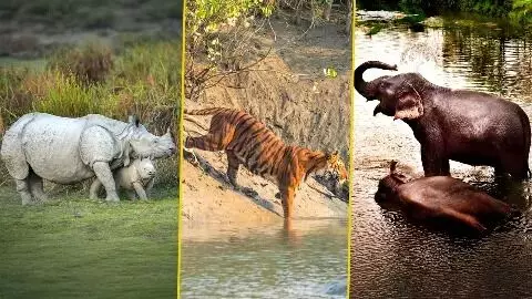 जलवायु संकट ने पूर्वी भारत के विश्व धरोहर पार्कों को ख़तरे में डाल दिया है जलवायु संकट ने पूर्वी भारत के विश्व धरोहर पार्कों को ख़तरे में डाल दिया है