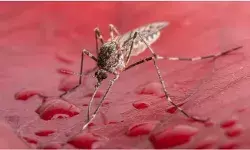 आइसलैंड में पहली बार मिले मच्छर, गर्मी के कारण मच्छर सक्रिय