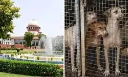 आवारा कुत्तों के मामले से भारत की छवि पर असर: राज्यों द्वारा हलफनामे में देरी पर SC ने लगाई फटकार
