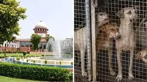 आवारा कुत्तों के मामले से भारत की छवि पर असर: राज्यों द्वारा हलफनामे में देरी पर SC ने लगाई फटकार आवारा कुत्तों के मामले से भारत की छवि पर असर: राज्यों द्वारा हलफनामे में देरी पर SC ने लगाई फटकार