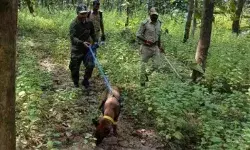 कवाल टाइगर रिज़र्व में तौलिये से टूटी तस्करी की कड़ी,  ‘हंटर’ बना हीरो