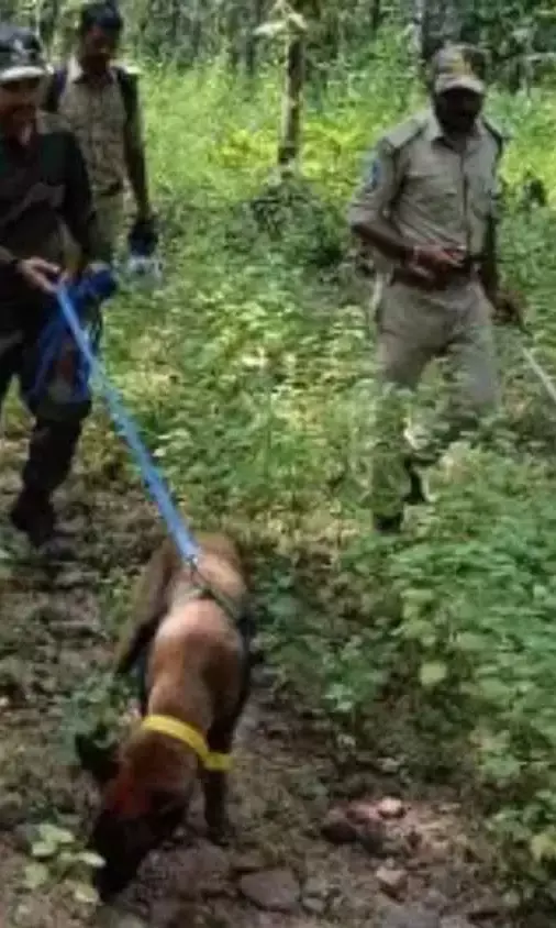 कवाल टाइगर रिज़र्व में तौलिये से टूटी तस्करी की कड़ी,  ‘हंटर’ बना हीरो