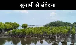 एक व्यक्ति, एक जंगल, वीरप्पन ने कैसे बदली तमिलनाडु के पिचावरम की किस्मत