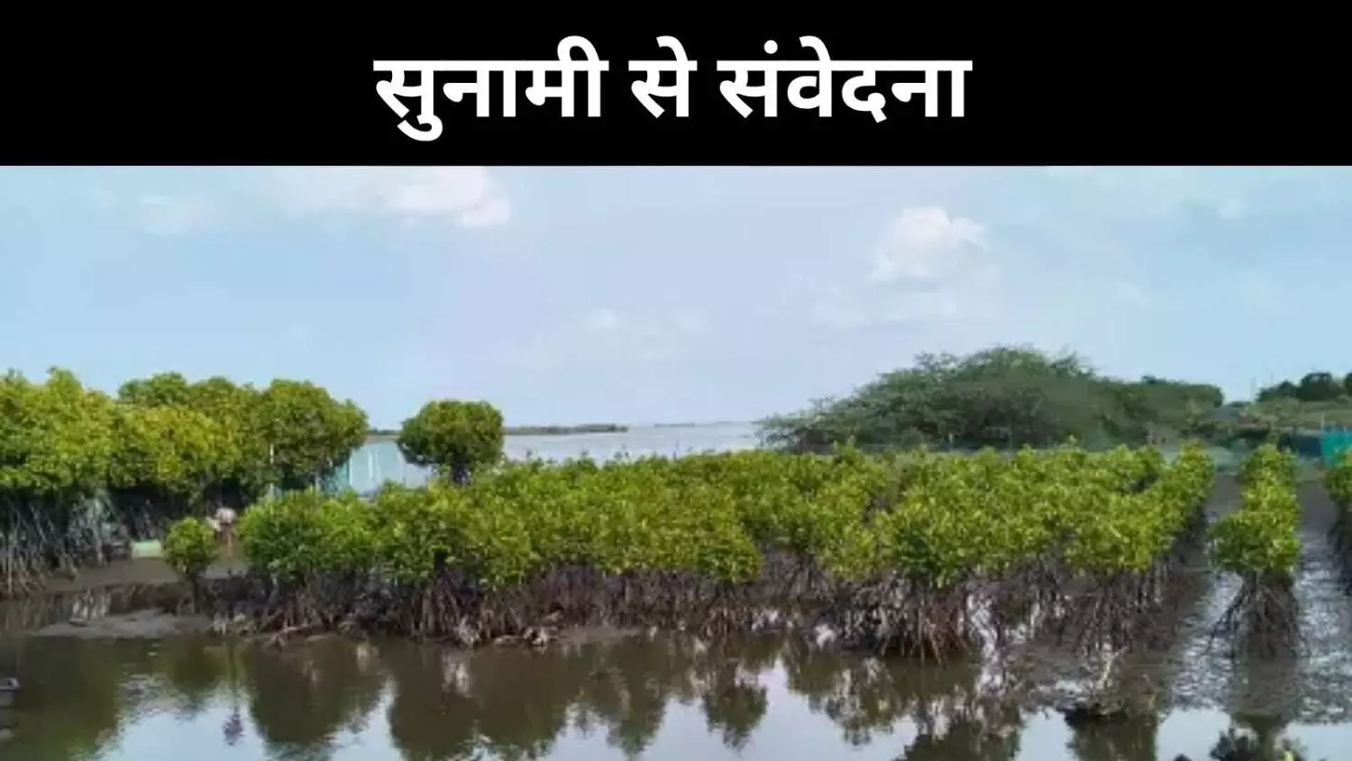 एक व्यक्ति, एक जंगल, वीरप्पन ने कैसे बदली तमिलनाडु के पिचावरम की किस्मत एक व्यक्ति, एक जंगल, वीरप्पन ने कैसे बदली तमिलनाडु के पिचावरम की किस्मत