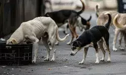 SC निर्देश: शिक्षण संस्थान और अस्पतालों से हटाएं आवारा कुत्ते, बनाए जाएं आश्रय केंद्र