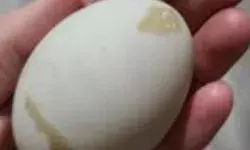 सड़ा अंडा पहचानना सीखें, वरना सेहत पर पड़ सकता है भारी असर