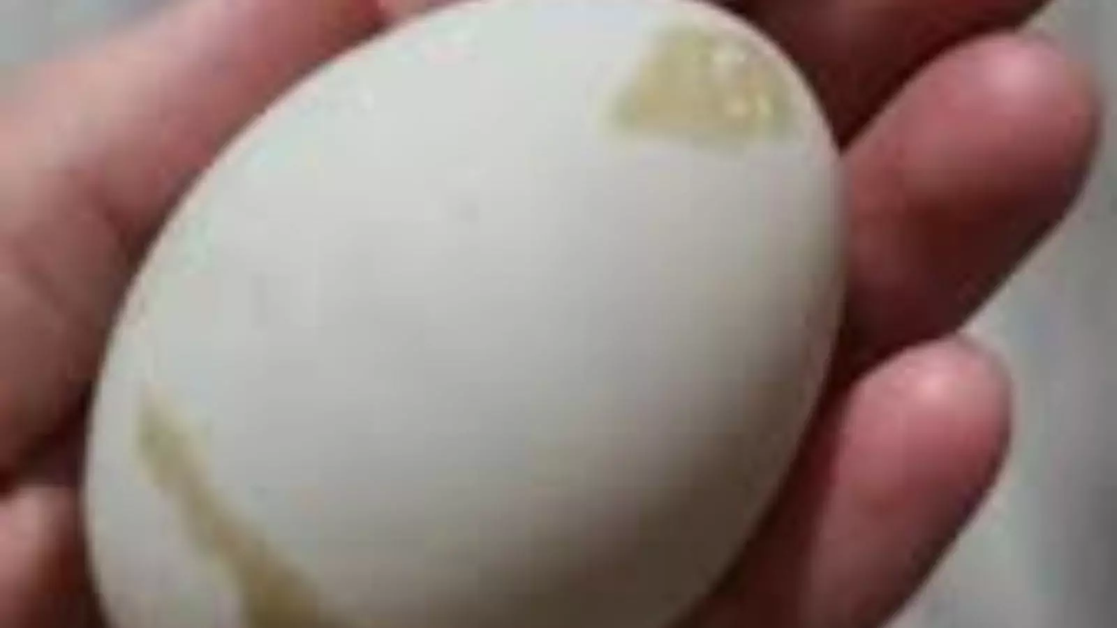 सड़ा अंडा पहचानना सीखें, वरना सेहत पर पड़ सकता है भारी असर