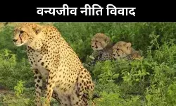 नौरादेही में चीते बसाने की योजना पर मतभेद, वैज्ञानिकों में बढ़ी बहस