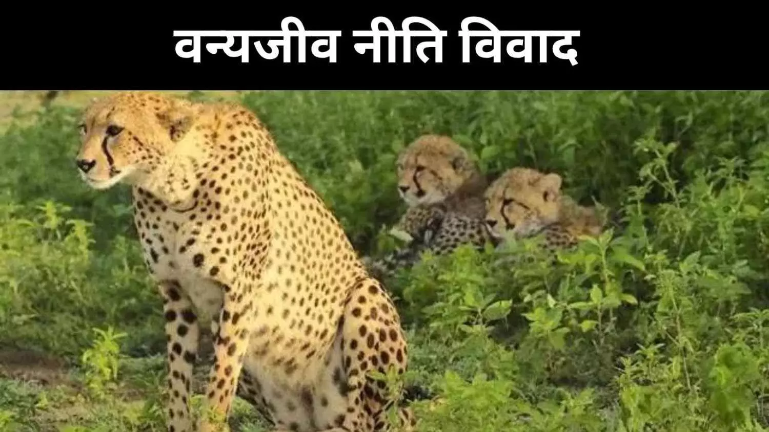 नौरादेही में चीते बसाने की योजना पर मतभेद, वैज्ञानिकों में बढ़ी बहस नौरादेही में चीते बसाने की योजना पर मतभेद, वैज्ञानिकों में बढ़ी बहस