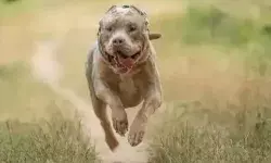 दिल्ली: पिटबुल ने 6 साल के बच्चे पर किया हमला, कान काटा, मालिक गिरफ्तार