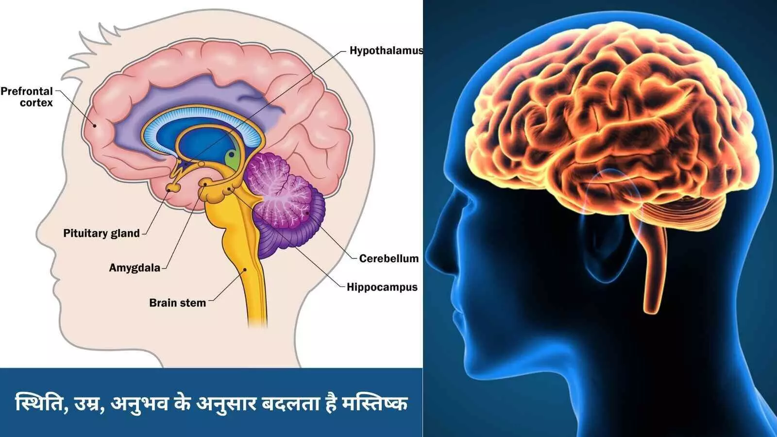 जीवन को ढंग से जीने के लिए 5 बार आपका दिमाग खुद को करता है री-वायर जीवन को ढंग से जीने के लिए 5 बार आपका दिमाग खुद को करता है री-वायर