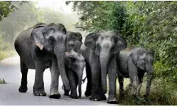 हाथियों से टकराने के बाद असम में पटरी से उतरी राजधानी एक्सप्रेस, 8 हाथी मारे गए, यात्री सुरक्षित