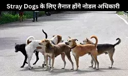 दिल्ली सरकार का बड़ा आदेश: स्कूलों में होंगे नोडल अधिकारी, आवारा कुत्तों पर लगेगी लगाम?