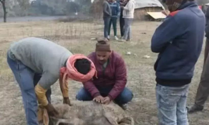 खराब भोजन बना मौत की वजह! लखनऊ में भेड़ों की मौत पर जांच के आदेश