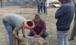 खराब भोजन बना मौत की वजह! लखनऊ में भेड़ों की मौत पर जांच के आदेश