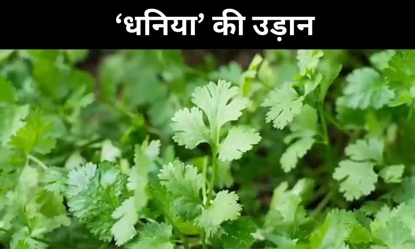 बेंगलुरु की धनिया पहुंची 22 शहरों तक, कोलकाता सबसे बड़ा खरीदार